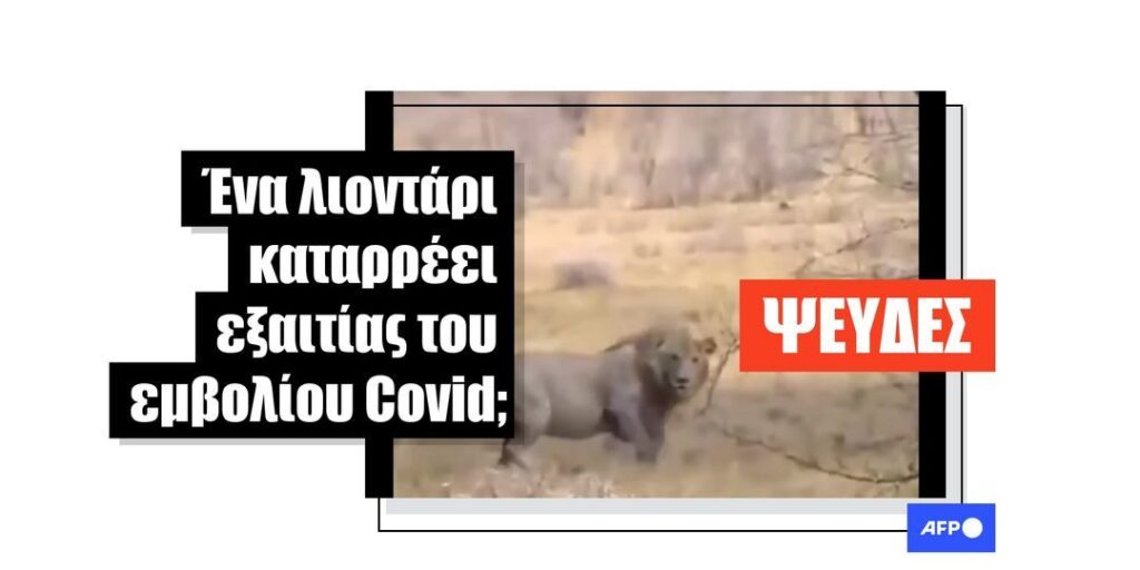 Ένα βίντεο του 2013 με ένα λιοντάρι κοινοποιήθηκε ψευδώς ως βίντεο που δείχνει μια παρενέργεια του εμβολιασμού Covid στα ζώα - Featured image