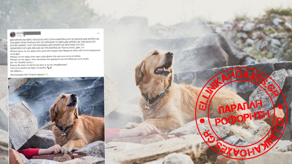 Η ιστορία πίσω από την φωτογραφία του σκύλου-διασώστη που ανακυκλώνεται μετά από σεισμούς - Featured image