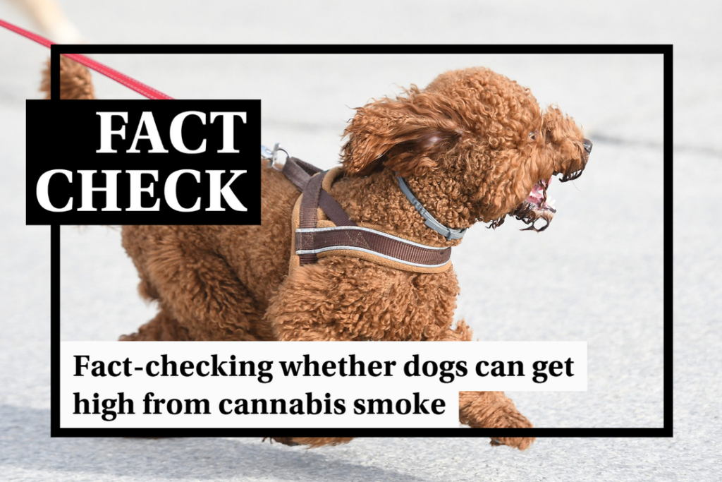 Fact-check: Can dogs get high from cannabis smoke? - Featured image