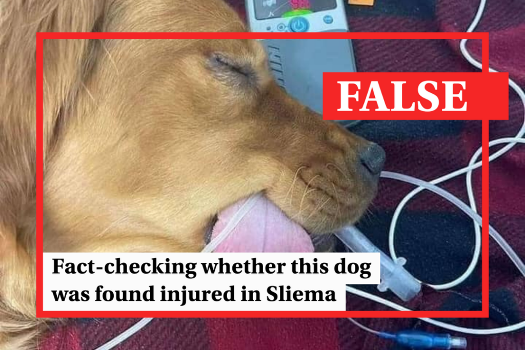 Fact-check: Was this dog found injured in Sliema? - Featured image